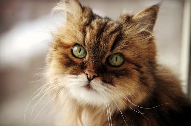 Persian Cat