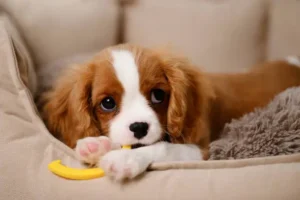 Cavalier King Dog consultation with VirtualVetDesk