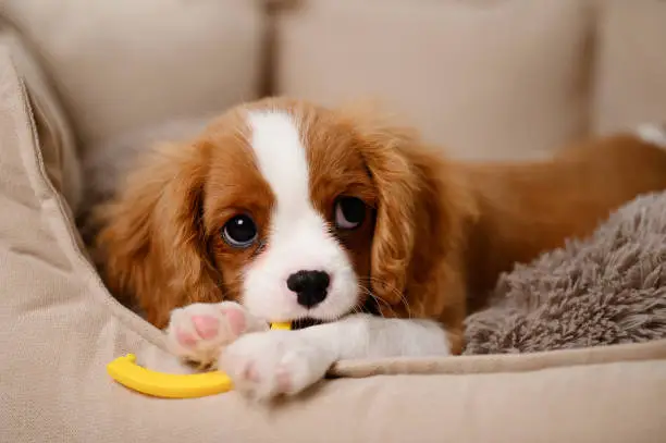 Cavalier King Dog consultation with VirtualVetDesk