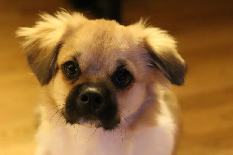 Calm puppy during an online dog behavior consultation for anxiety, training, and behavioral concerns.