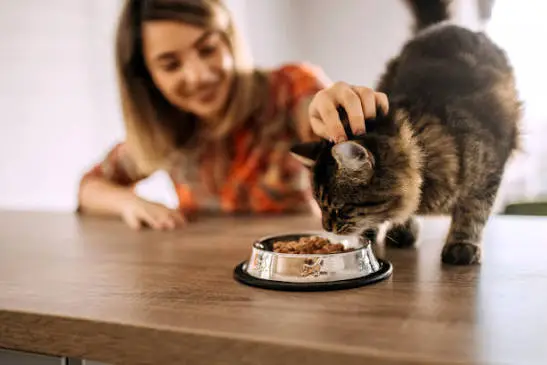 Cat eating a balanced meal during a professional cat nutrition consultation with its owner