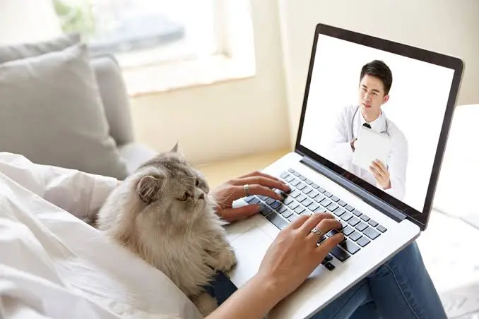 Cat owner on laptop video call with veterinarian for online cat health consultation from home