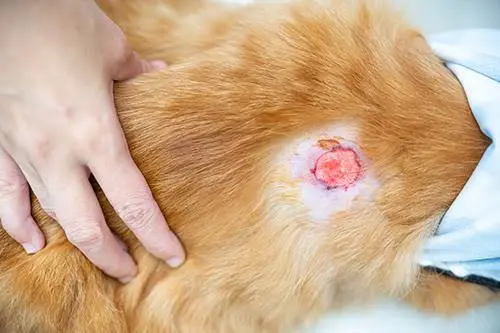 Cat Wound Healing Stages, Timeline, and Care